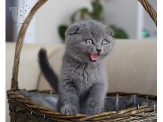 PoulaTo: Το εντυπωσιακό Scottish Fold Tica Kitten Ready
